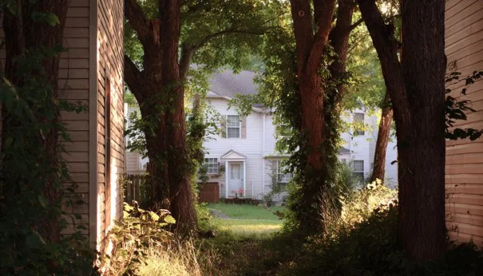 Plantations et droits de voisinage : quels recours en cas de troubles causés par la végétation ?